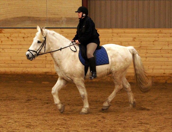 Anden særlig race Hannibal - Himmelhest - puuha ikke nogen god holdning hos rytter der ;-) billede 14
