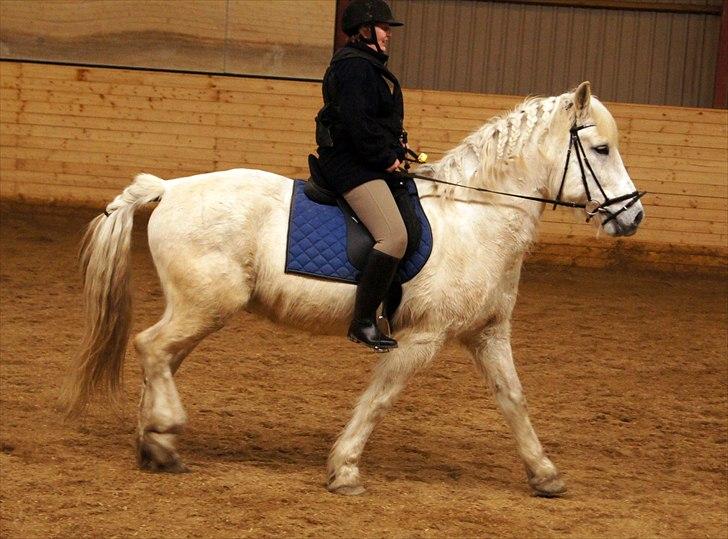 Anden særlig race Hannibal - Himmelhest - Sådan... så er det overstået, det klarede du flot dreng. billede 16