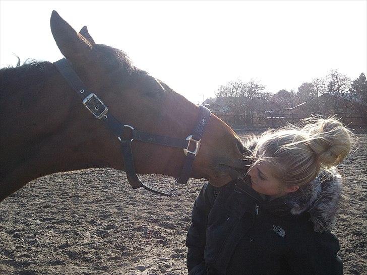 Dansk Varmblod Lipton "Lille Lars"  - Velkommen til Lipton & Annes profil :)  billede 1