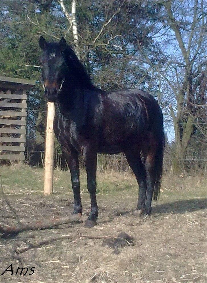 Anden særlig race Gamello Star***  billede 13