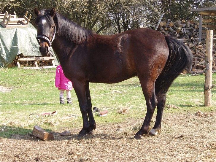 Anden særlig race Gamello Star***  billede 14