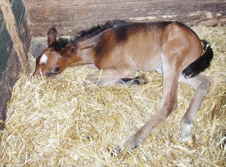 Anden særlig race Gamello Star***  billede 15