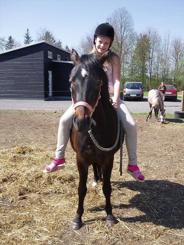 Anden særlig race Gamello Star***  billede 16