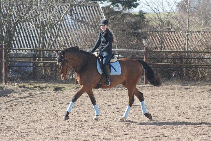 Dansk Varmblod Lipton "Lille Lars"  - Smil, til fotografen ! :)  billede 2