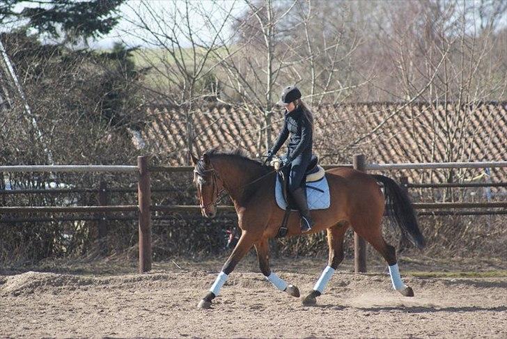 Dansk Varmblod Lipton "Lille Lars"  - Lidt opvarmning .  billede 3