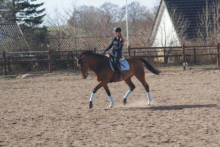 Dansk Varmblod Lipton "Lille Lars"  billede 4