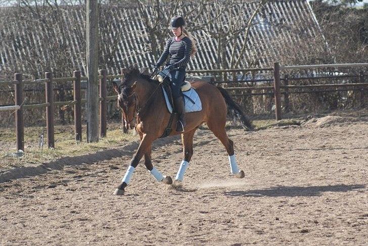 Dansk Varmblod Lipton "Lille Lars"  billede 5