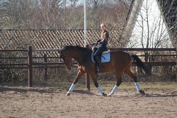 Dansk Varmblod Lipton "Lille Lars"  billede 6