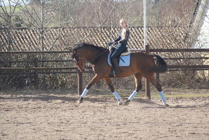 Dansk Varmblod Lipton "Lille Lars"  billede 7