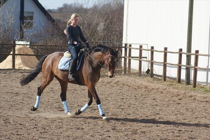 Dansk Varmblod Lipton "Lille Lars"  billede 8