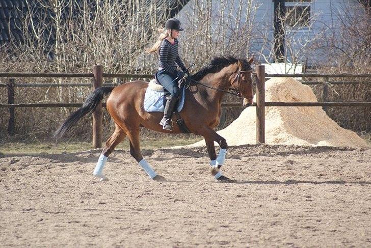 Dansk Varmblod Lipton "Lille Lars"  billede 9