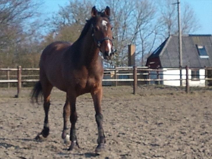 Dansk Varmblod Lipton "Lille Lars"  - Hygge på folden :)  billede 10