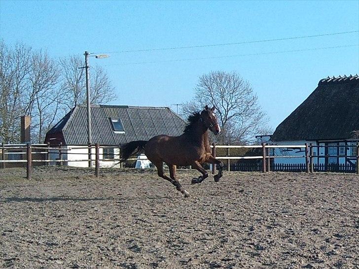 Dansk Varmblod Lipton "Lille Lars"  billede 11