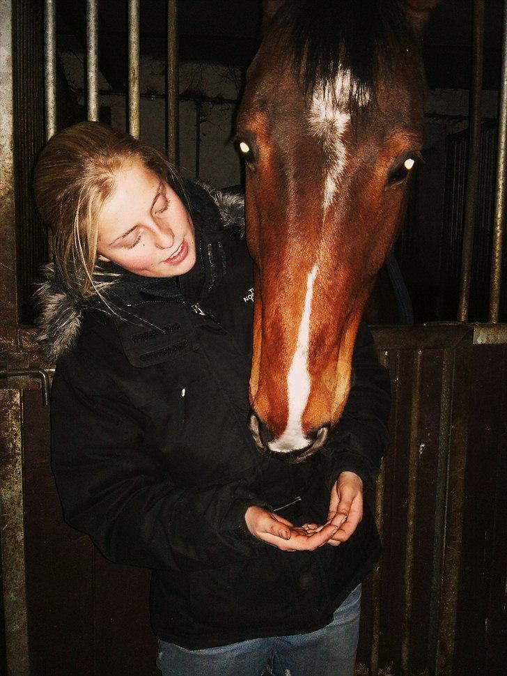 Dansk Varmblod Lipton "Lille Lars"  - Nusse nusse :)  billede 12