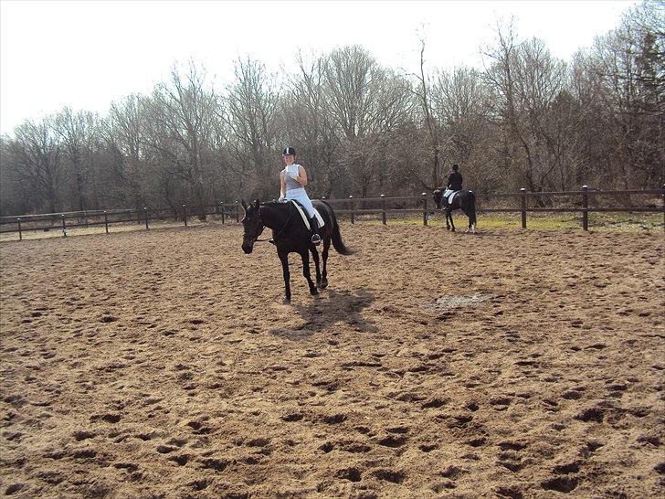 Dansk Varmblod Sun Shine  - stævne :-) billede 12