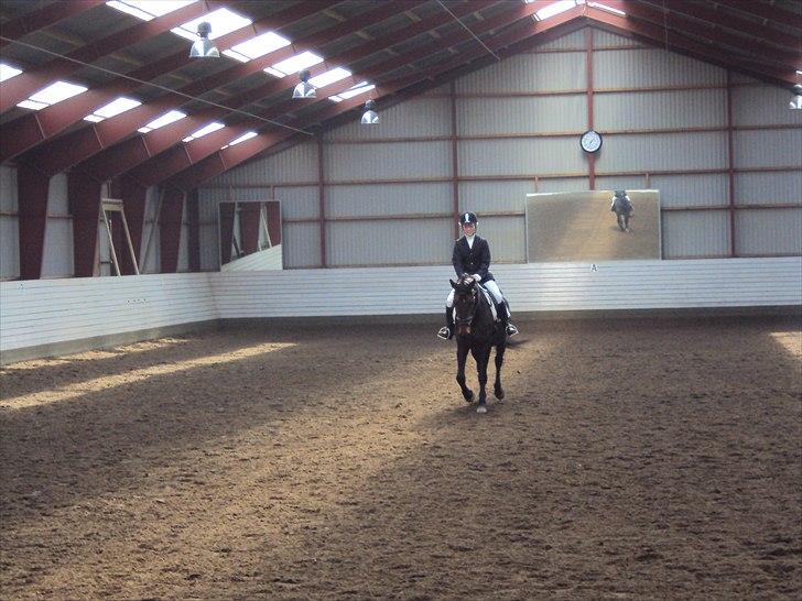 Dansk Varmblod Sun Shine  - stævne  billede 13