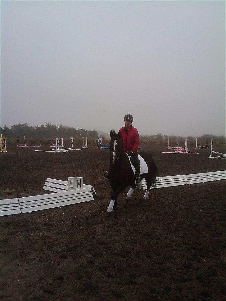 DSP Skovgårdens Sigma ( R.I.P) - Tja nogen skal jo opvarme pony nummer 2. til stævne billede 10