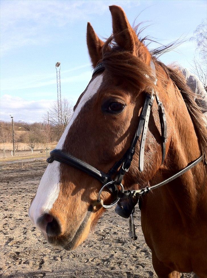Anden særlig race Picasso - Uff en lækker hest billede 3