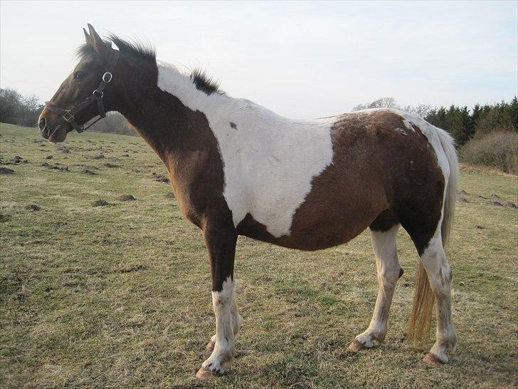 DSP Endahlgårdens Pallas  - 2 uger til. billede 14