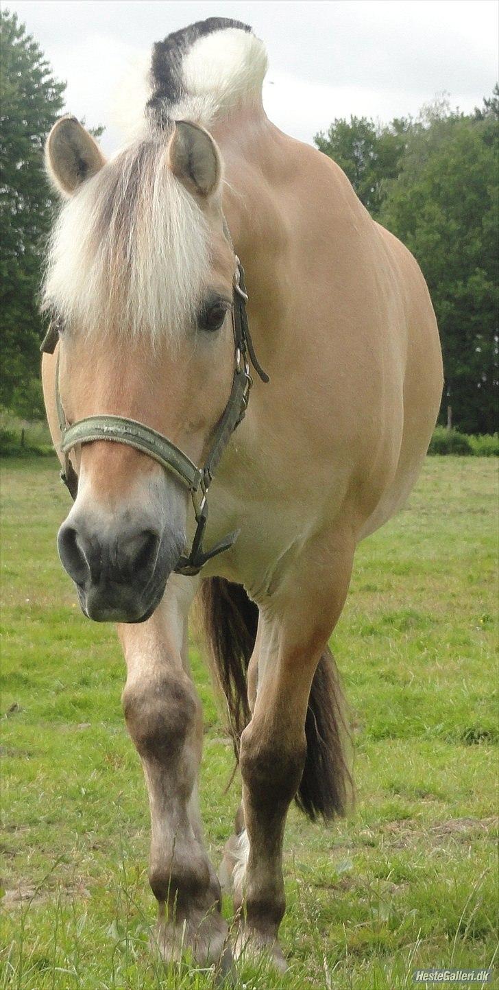 Fjordhest Louis (Stjerne Pony)  - velkommen til Louis profil:) billede 1