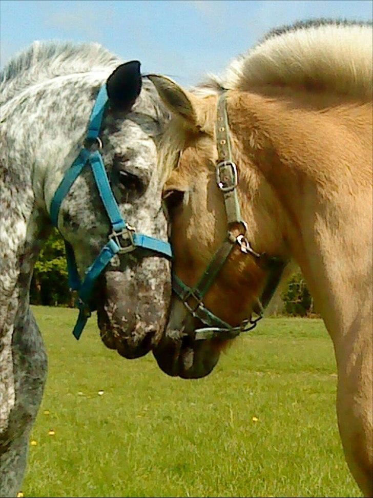 Fjordhest Louis (Stjerne Pony)  - Louis og hans gode ven Benno på folden billede 2