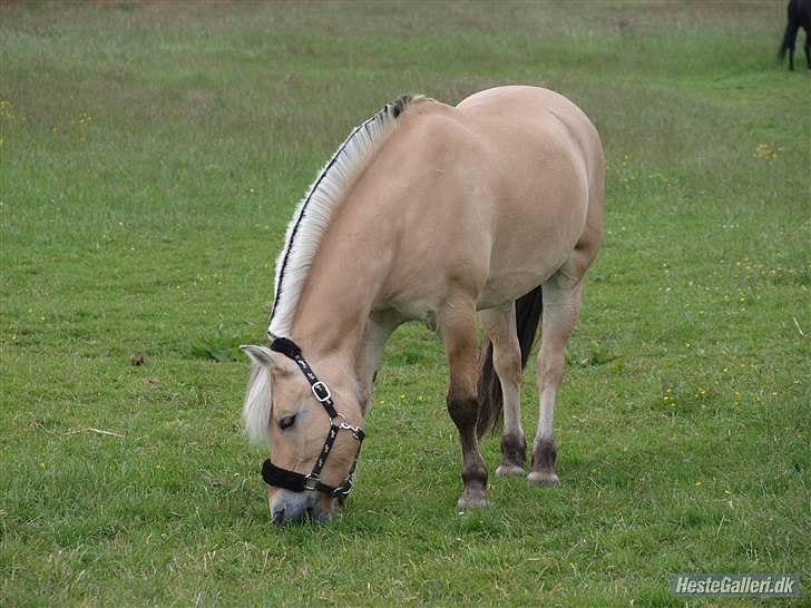 Fjordhest Louis (Stjerne Pony)  - Louis der græser billede 4