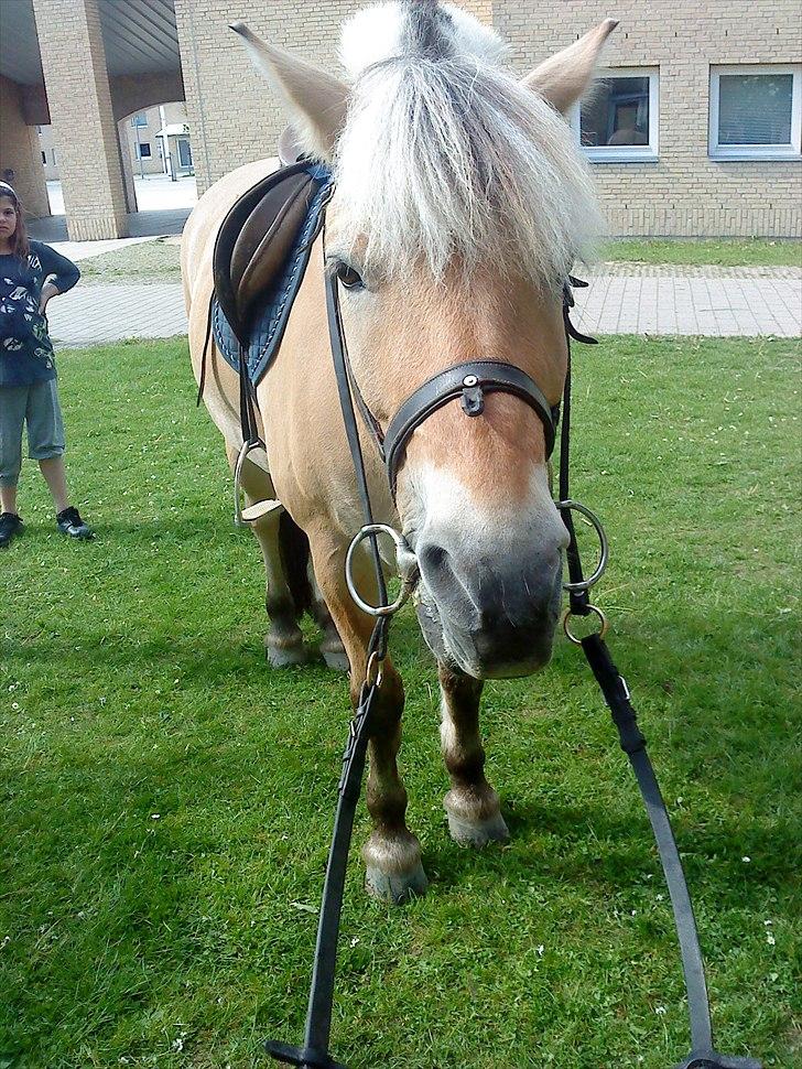 Fjordhest Louis (Stjerne Pony)  - Louis på skovvang skolen i glostrup billede 6