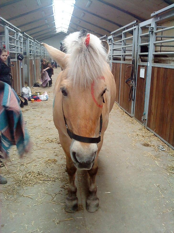 Fjordhest Louis (Stjerne Pony)  - Louis der er klædt ud som indianer  billede 7