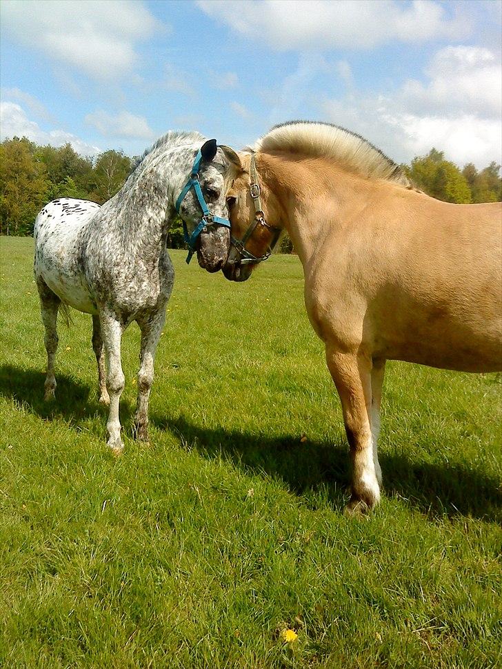 Fjordhest Louis (Stjerne Pony)  - Louis og Benno igen billede 9