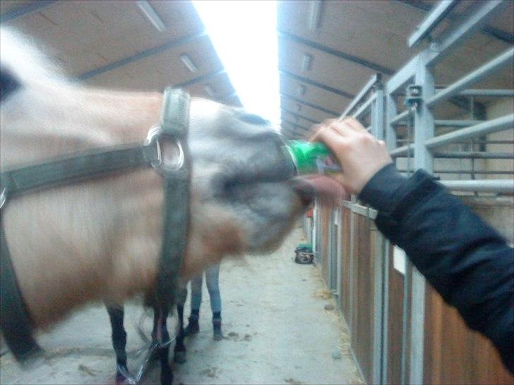Fjordhest Louis (Stjerne Pony)  - Louis der drikker sodervand  billede 10