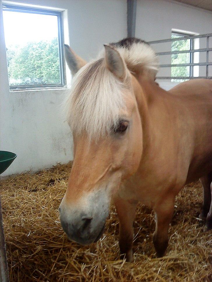 Fjordhest Louis (Stjerne Pony)  - Louis der kigger ud af boksen billede 12