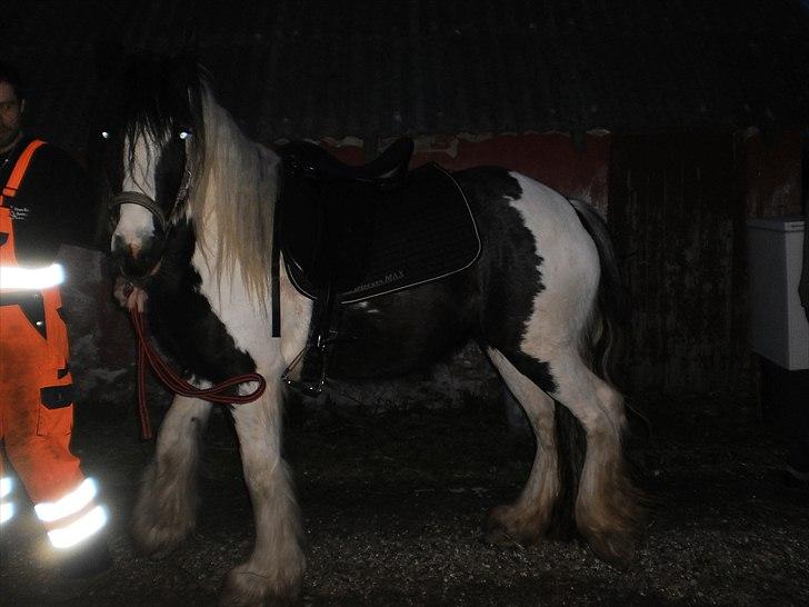 Irish Cob Frigge Eira Snowtime Solgt billede 14