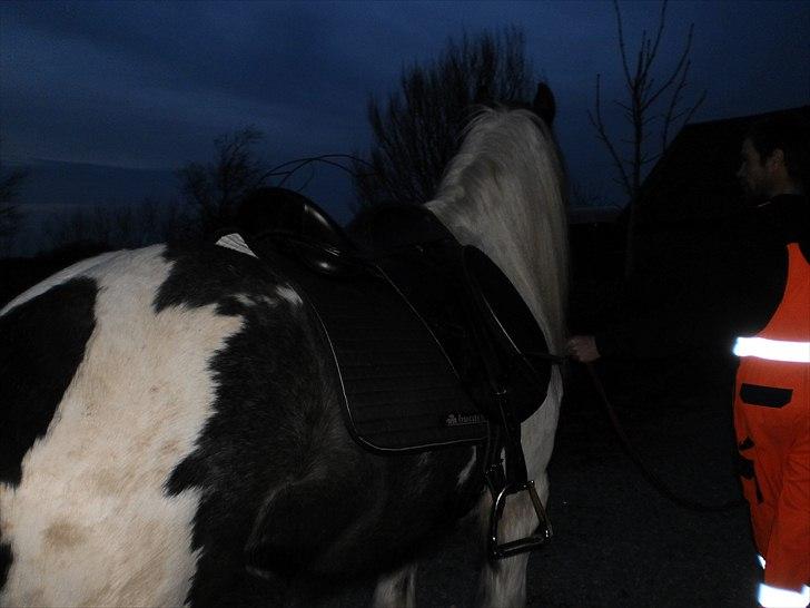 Irish Cob Frigge Eira Snowtime Solgt billede 15