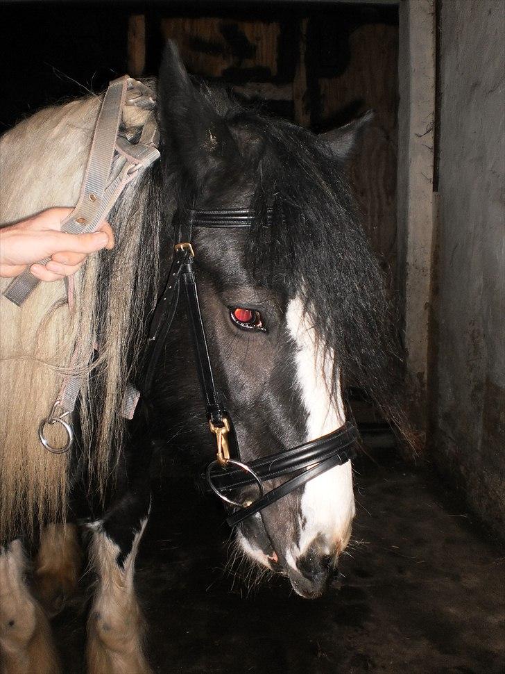 Irish Cob Frigge Eira Snowtime Solgt billede 16