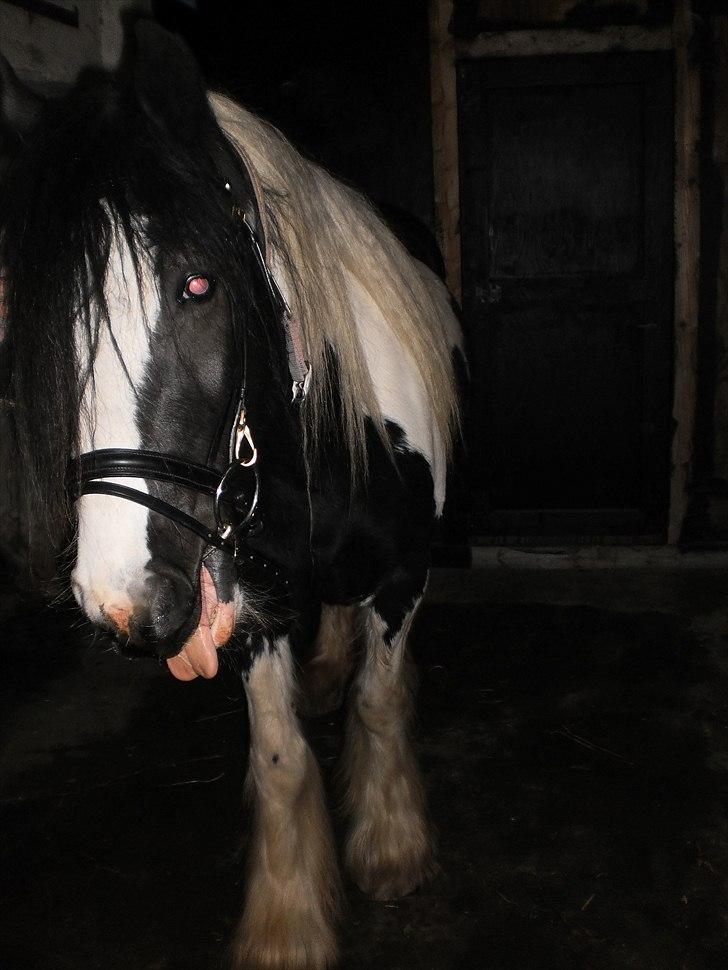 Irish Cob Frigge Eira Snowtime Solgt billede 17