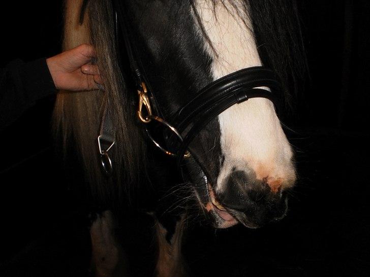 Irish Cob Frigge Eira Snowtime Solgt billede 18