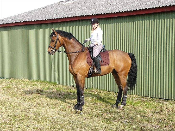 Belgisk varmblod Uno Van De Zuuthoeve billede 2