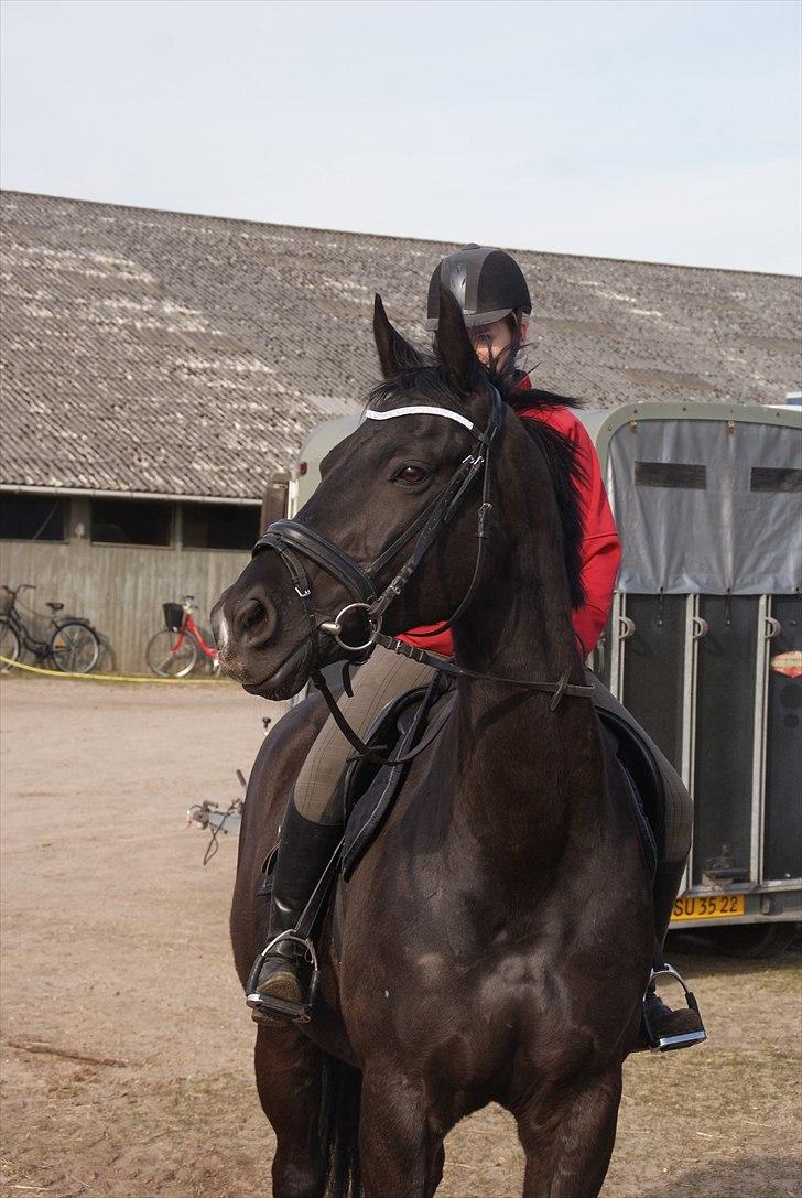 Dansk Varmblod Dorpas   - Tidl. lånehest billede 1