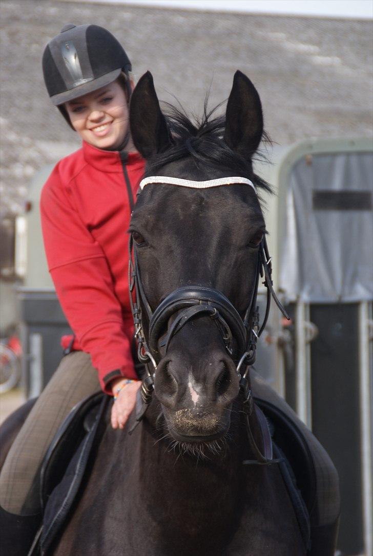 Dansk Varmblod Dorpas   - Tidl. lånehest billede 2