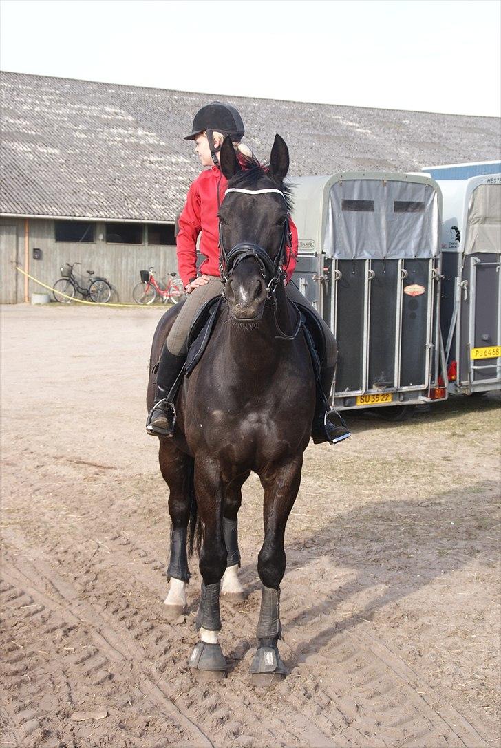 Dansk Varmblod Dorpas   - Tidl. lånehest billede 3