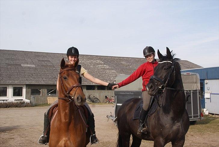 Dansk Varmblod Dorpas   - Tidl. lånehest billede 4