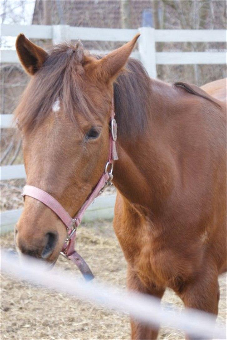 Tysk Sportspony Patricia - velkommen til min skønne pony smid gerne en komentar og bedømmels inden du smutter billede 1