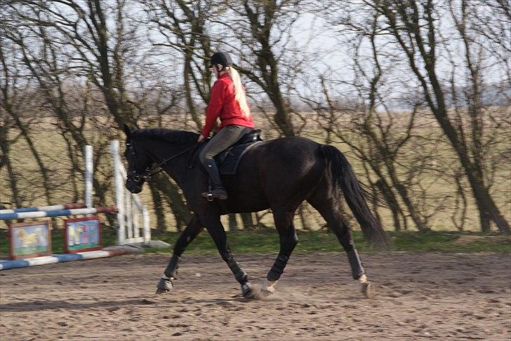 Dansk Varmblod Dorpas   - Tidl. lånehest billede 5