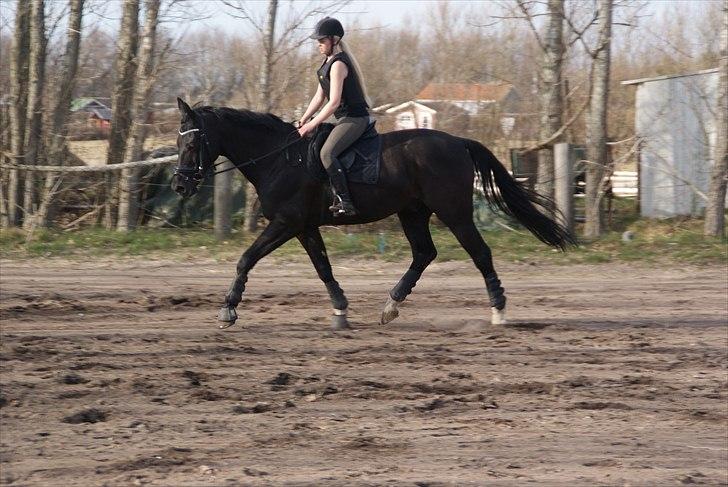 Dansk Varmblod Dorpas   - Tidl. lånehest billede 7