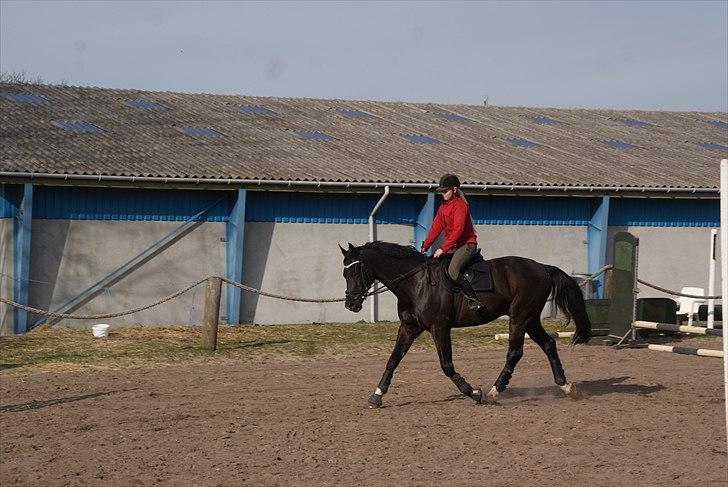 Dansk Varmblod Dorpas   - Tidl. lånehest billede 8
