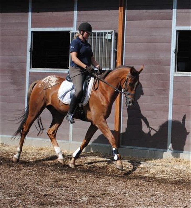 Knabstrupper Juandiazz (stor -lunds enjoy) - Billede er taget fra i sommers under tilridning med hans tidligere ejer billede 9