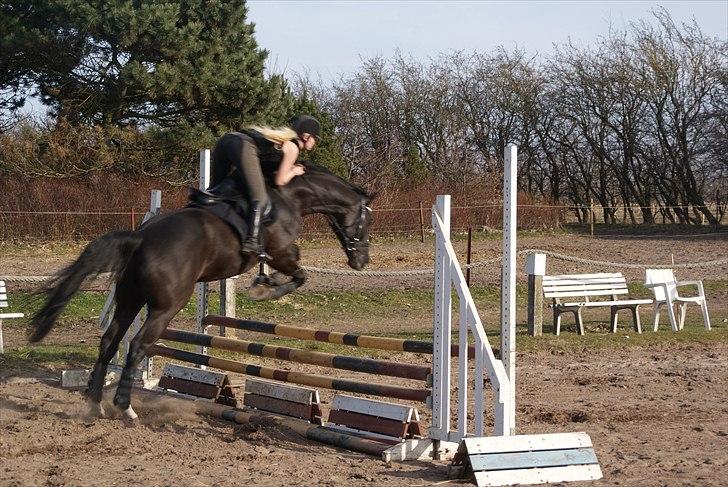 Dansk Varmblod Dorpas   - Tidl. lånehest billede 9
