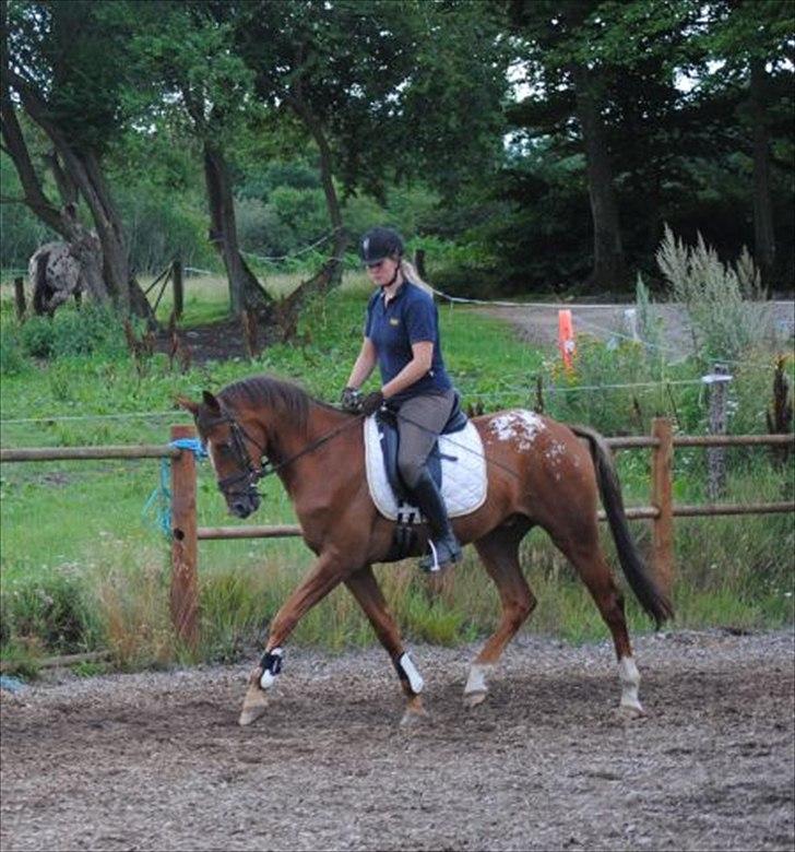 Knabstrupper Juandiazz (stor -lunds enjoy) - Billedet er taget i sommers under tilridningen med hans tidligere ejer billede 10
