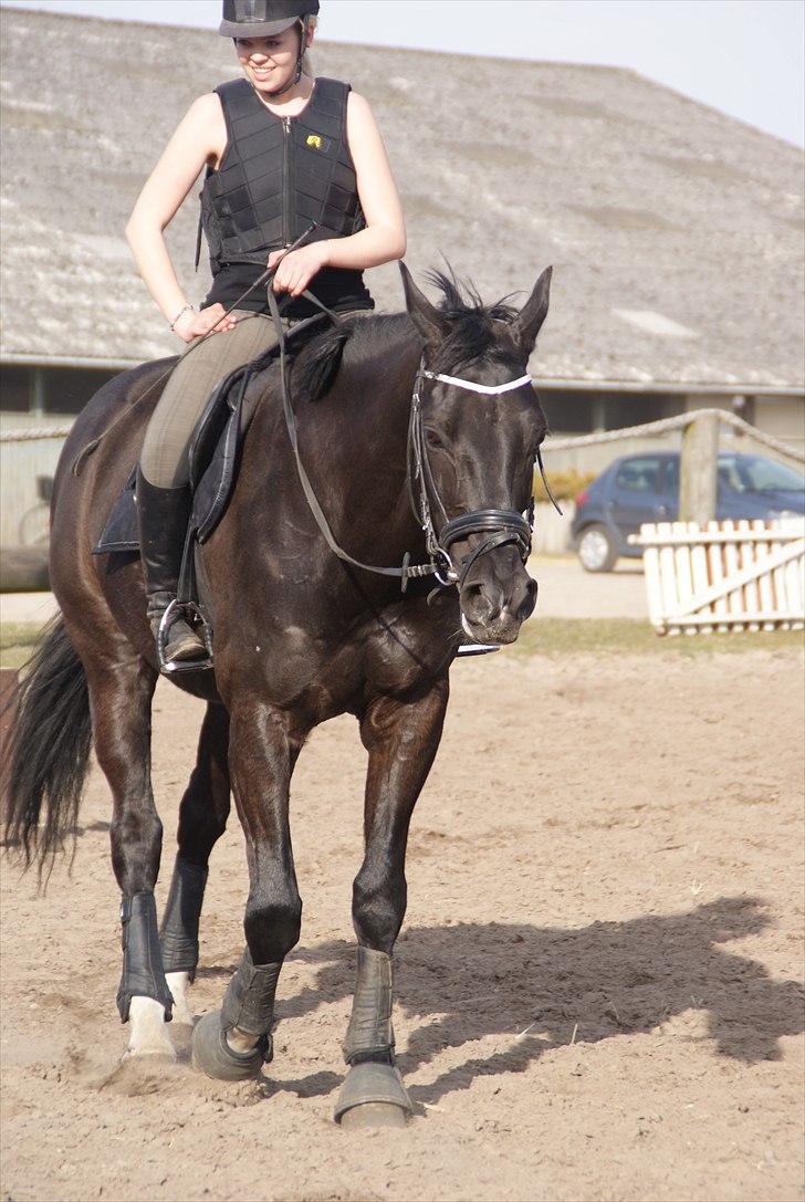 Dansk Varmblod Dorpas   - Tidl. lånehest billede 10