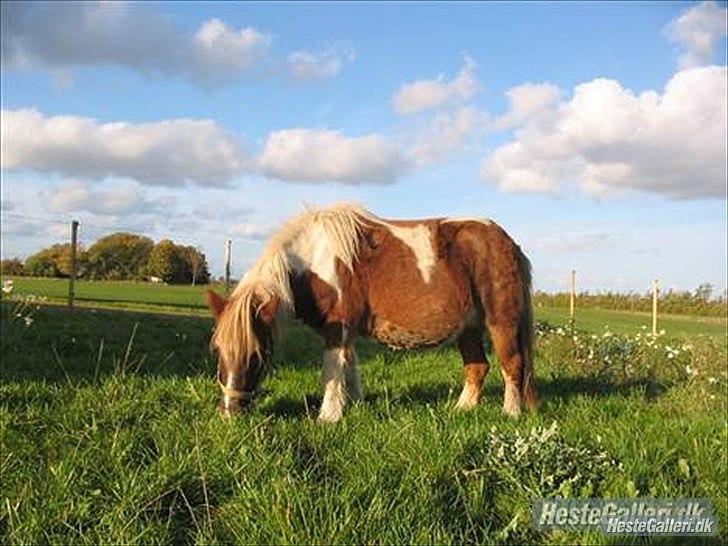 Shetlænder Bølle-bob *SOLGT* - Bølles mor R.I.P billede 8